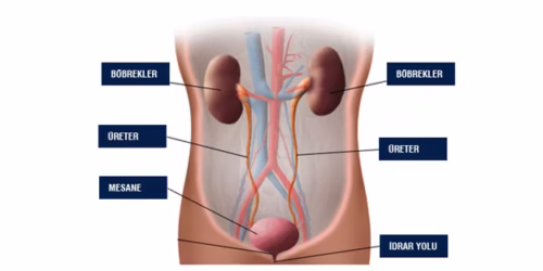 Üriner Sistem Nedir